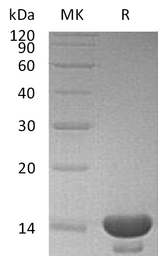 Human CST3 +SDS-PAGE-4.jpg